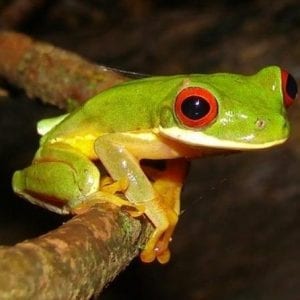 Arenal Oasis Night Walk from Arenal