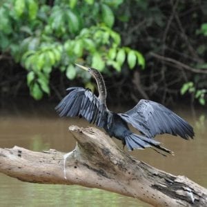 Ca?o Negro Wildlife Refuge Day Trip from Arenal