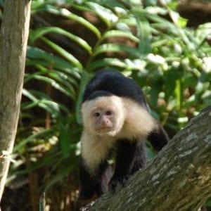 Damas Island Mangrove Boat Tour from Manuel Antonio