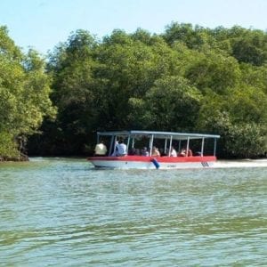 Damas Island Mangrove Discovery Tour by Boat from Manuel Antonio