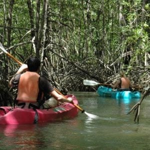 Damas Island Mangrove Kayaking Tour