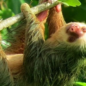 Small-Group Guided Sloth Seeing Tour in La Fortuna