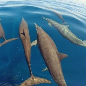 Whale and Dolphin Tour in Drake Bay