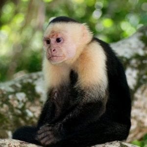 11-Day Tour from San Jose: Monteverde Cloud Forest and Tortuguero, Arenal Volcano and Manuel Antonio National Parks