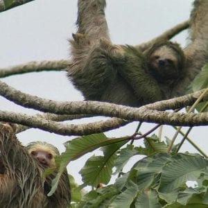 2-in-1 Arenal Volcano Combo Tour: Volcano Hike and La Fortuna Waterfall