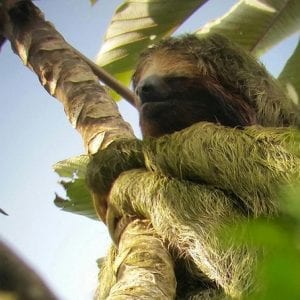 3-In-1 Arenal Combo Tour: Hanging Bridges, La Fortuna Waterfall And Volcano Hike