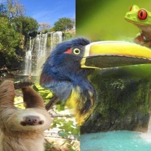 4 In 1 Sloth Waterfalls Rainforest Volcanos