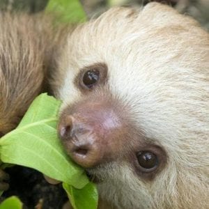 6-in-1 Combo Tour: Puerto Limon Highlights