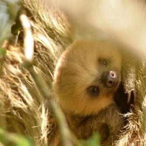 8-Day Tour: Jewels of Costa Rica