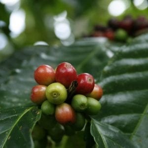 Arenal Coffee Tour