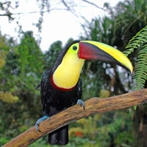 Bird Watching Near the Arenal Volcano
