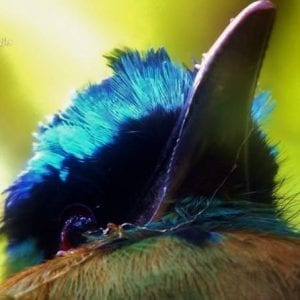 Bird Watching Tour in Monteverde