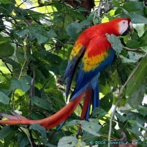 Carara National Park Tour