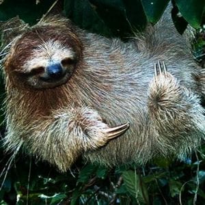 Caribbean Highlights Shore Excursion From Limon