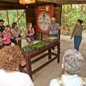 Coffee Tour from San Jos?