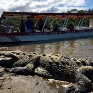 Crocodile Man Tour from Jaco