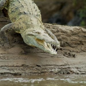 Crocodile River Cruise from Jaco