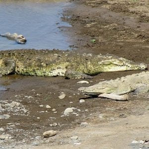 Crocodiles Safari Tour From Puntarenas