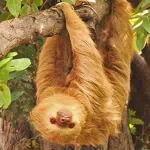 Diamante Eco Adventure Park Day Pass With Lunch