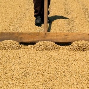 Doka Coffee Plantation, Grecia and Sarchi Oxcart Factory Tour from San Jose