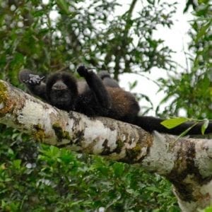 Full-Day Safari on the Sarapiqui River from San Jose