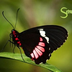 Hanging Bridges - Butterflies - Hummingbirds from Monteverde