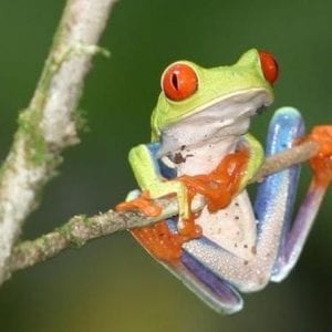 Hanging Bridges - Insect Museum - Reptile and Amphibian Exhibition - Butterflies from Monteverde