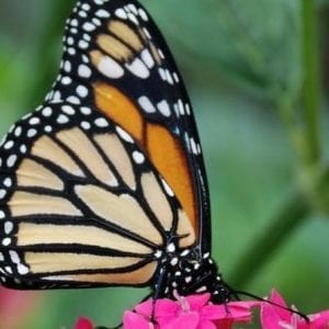 Insect Museum and Butterfly Garden from Monteverde