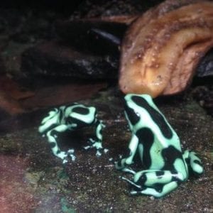 Insect Museum, Reptile and Amphibian Exhibition from Monteverde