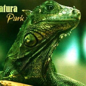 Insect Museum - Reptile, Amphibian and Butterflies from Monteverde