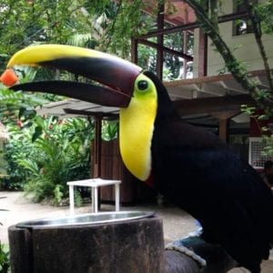 Jaguar Rescue Center