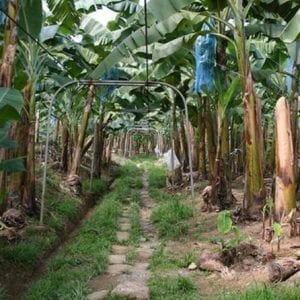 Limon Shore Excursion Small Group Private Tour With Sloth Sanctuary And Tortuguero