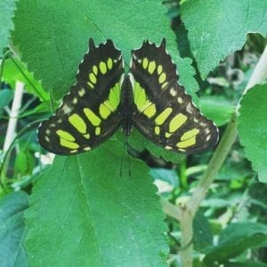 Monteverde Butterfly Gardens Tour