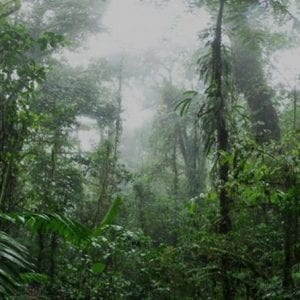 Monteverde Cloud Forest And Coffee Tour Shore Excursion