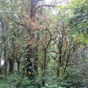Cloud Forest Hike from Monteverde