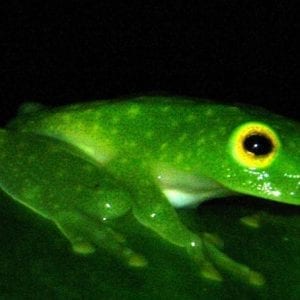 Monteverde Rainforest Night Walk