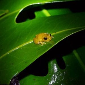 Night Tour in Monteverde