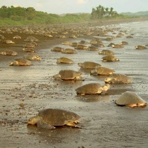Private Limon Shore Excursion: Tortuguero Canals Tour