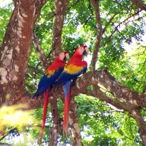 Private Tour: Carara National Park Bird Watching Tour