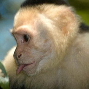 Puntarenas Highlights Shore Excursion