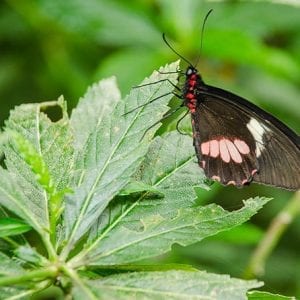 Selvatura Park Eco Adventure Tour of Monteverde