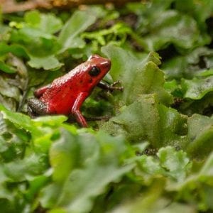 Selvatura Park: Herpetarium Tour in Monteverde