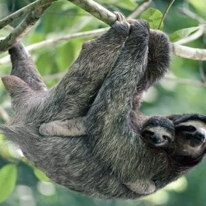 Sloth Encounter Tour And Waterfalls In The Rainforest Of Costa Rica