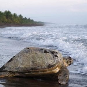 Tortuguero National Park