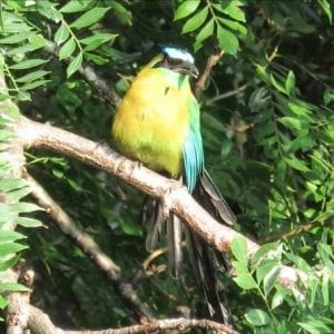 2-IN-1 Day Bird Watching And Nocturnal Walking