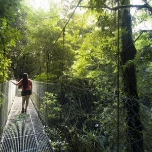 Arenal Hanging Bridges Hiking Private Tour