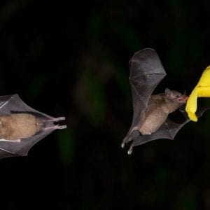 Bat Tour At Monteverde Santa Elena