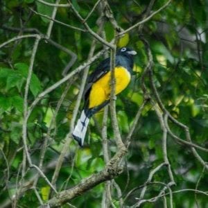 Birdwatching At Hanging Bridges