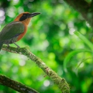 Birdwatching Tour At Arenal Natural Ecological Park