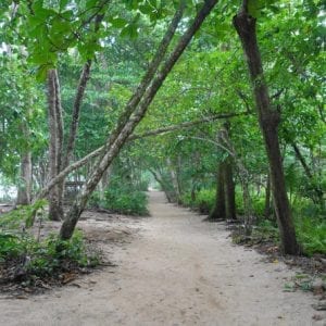 Cahuita National Park And Medicinal Plants